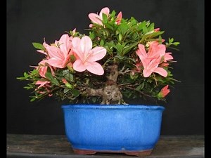 Hino De Giri (Coral)