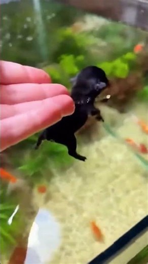 Newborn puppy's first swimming (AI)