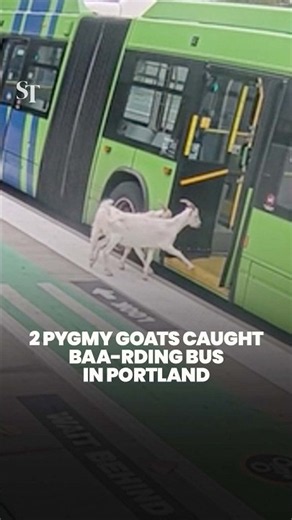 2 pygmy goats caught catching the bus in Portland, Oregon