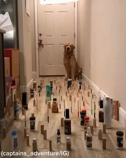 The Good Boy Chronicles: A Fun Pet Vlog Experience