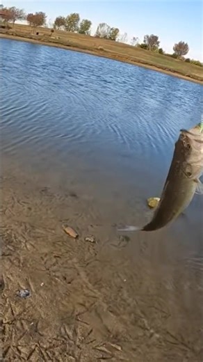 BASS FISHING A TROUT STOCKED POND ! HOW BIG ARE YOU ANYWAY ? #shorts #fishing #bassfishing