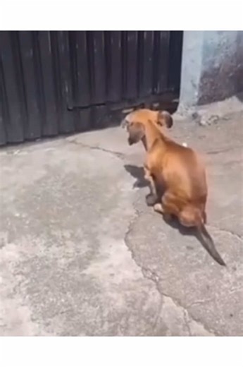 Funny Constipated Dog Memes That Will Make You Laugh