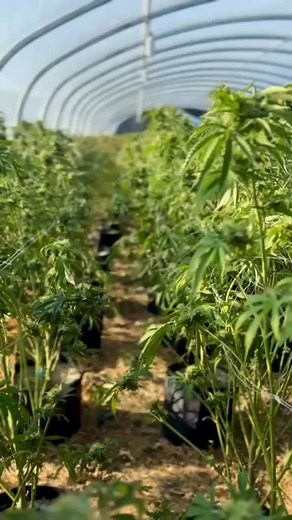 7/30- In the rugged hills of Oregon, a joint strike force descended. USBP Special Operations Group and CBP AMO units teamed up with Medford DEA to execute a warrant which resulted in -15 arrests, 6 of which were illegally present in the U.S. & set up for removal -Over 31,000 illegal marijuana plants seized -1,000 lbs. of processed marijuana product seized Together with our federal partners, USBP will bring every resource to dismantle criminal networks and ensure the law is upheld. | US Border Pa