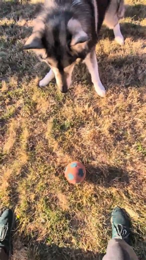 soccer dog or human who wins the cup #footballislife