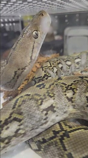 Simply Stunning: Reticulated Python 😁 Simplemente Impresionante: Pitón Reticulada