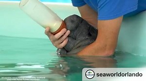 Monday blues? Here’s a bottle-feeding baby #manatee that was rescued by SeaWorld Orlando You’re welcome!! (turn on sound for extra cute 🔊) #ManateeAwarenessMonth #florida #cuteoverload #babyanimals | FloridaTix
