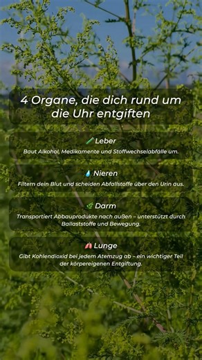 Diese 4 Organe entgiften dich rund um die Uhr!✨🌱 #artemisiaannua #kräuter #artemisia #heilpflanzen