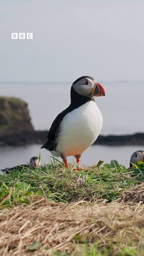 83K views · 2.8K reactions | The wonderful song of a song thrush! ...