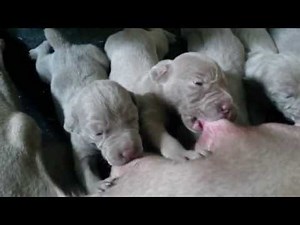Little puppies feeding milk