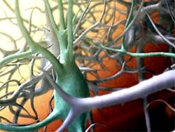 Best science images of 2007 from NSF