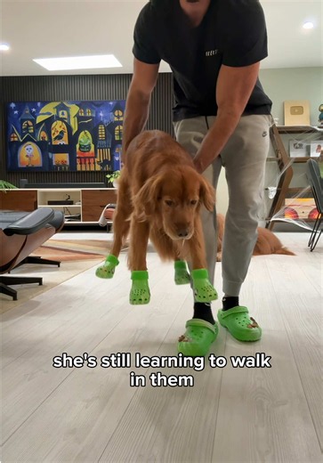 Let me know what Luna should review next… #goldenretriever #dogcrocs #dogdad