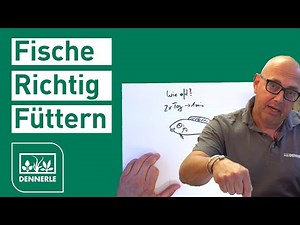 Fish Feeding! | DENNERLE