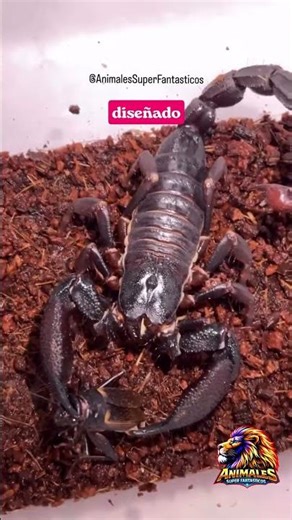 🦂🦗#animals #Nature #FunFact #Viral #Wildlife #Predator #didyouknow #AnimalFacts #nature