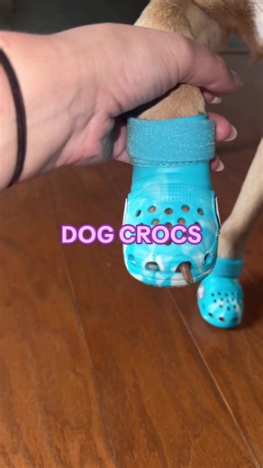 Dressing Up My Dog in Stilettos: A Cute Fashion Moment