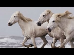 Anthony and Kathleen Patch - "Behold, He Comes"