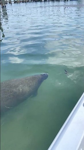 Barrier Island Manatee In Tampa Bay 2023 - Part 2