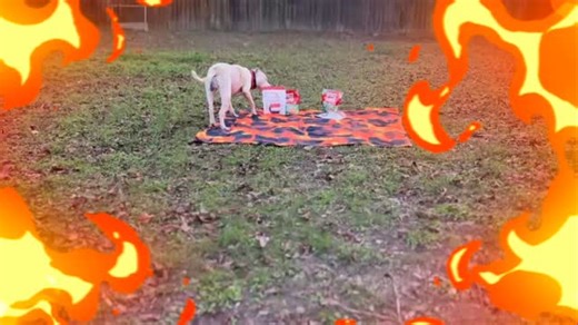 Meet Flame 🔥 Age: 5 | Breed: Pit mix | Profession: Snack Quality Control & Co-Pilot Extraordinaire Flame is equal parts treat connoisseur and water-splashing champion. If there are snacks involved, he’s invested. If there’s a car ride? He’s already in the passenger seat. Honestly, he’s that friend who’s always down for a drive-thru run and somehow convinces you to order extra fries. He’s got a bubbly, goofy personality that shines brightest with his people—because yes, Flame loves humans of all