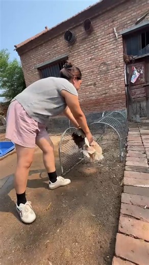 Woman Releases Chicken into Outdoor Wire Coop #ChickenCare #Poultry Farming