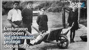 🌊 Sauvons Nos Rivières - Acte 2 ➡️ Ep. 5 : Esturgeon : l’ultime espoir 🐟 Cette espèce de poisson migrateur présente en Europe depuis plus de 200 millions d'années, fait l'objet d'un programme exceptionnel pour éviter son extinction : Une reproduction assistée pour un repleument en milieu naturel, réalisée par l'Association Migado. Une opération d'urgence hors normes, mise en place en 1997 pour sauver les derniers géniteurs du plus grand de nos migrateurs. Un travail de longue haleine, avec des