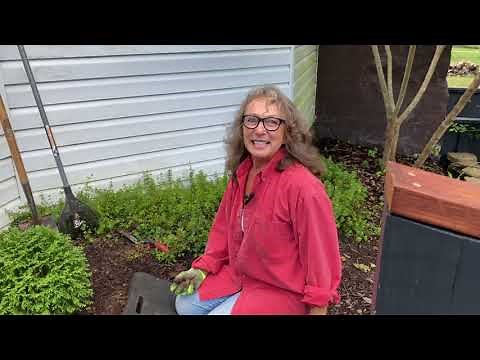 October 6, 2021 PLANTING TATER TOT AND ANNA’S MAGIC BALL ARBORVITAE.