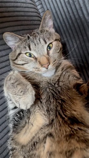 The Cutest Cats on the Internet Today 🐱 | Funny Cat Antics & Sweet Moments #cat #cats #catshorts