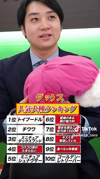 犬種ランキング！人気の犬たちを紹介