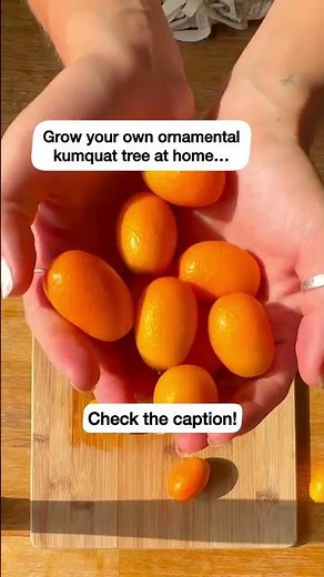 How to grow an ornamental kumquat tree (easy!)