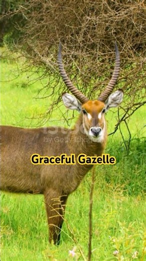Graceful Gazelle | Fastest Animal of the Grasslands