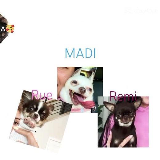 @Thestadlerfam chihuahuas and mine chihuahuas name is nino and lilo#chihuahua