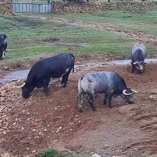 El entorno del toro de lidia