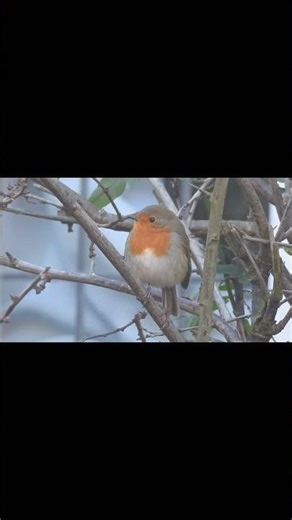 A Cute Robin Watching Me from a Winter Tree ❄️🐦