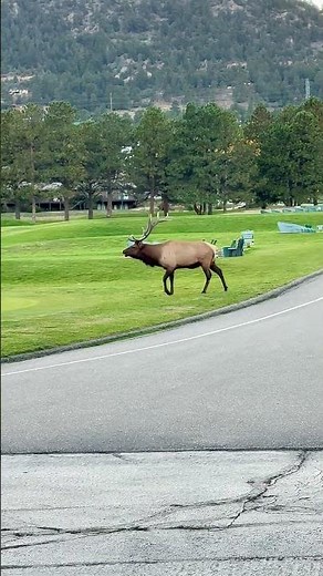 Rowdy Bull Elk Smashes Passing Car || ViralHog