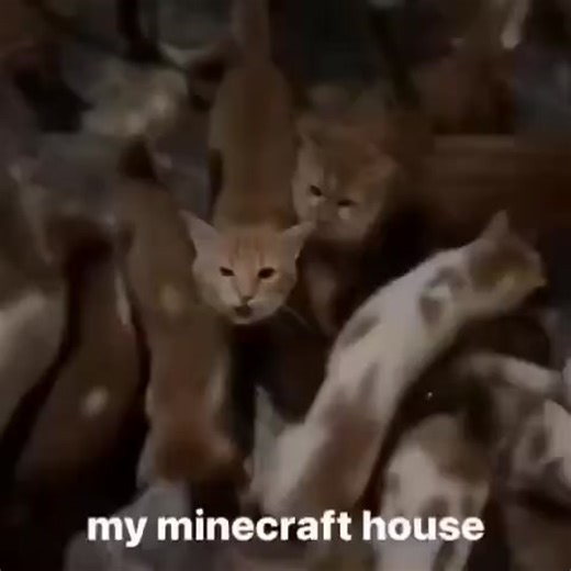 mc.minemora.net 1.8-1.20 #minecraft #gatos #fyp #foryou