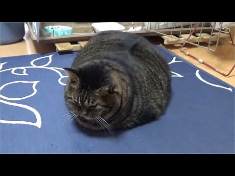 【でぶ猫】シンちゃん５歳(♂)の生態をご覧ください。【デブ猫】