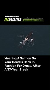 Never miss the latest science news! Check out our website to read the top articles from the week 🔗 #science #sciencenews #sciencefacts | IFLScience
