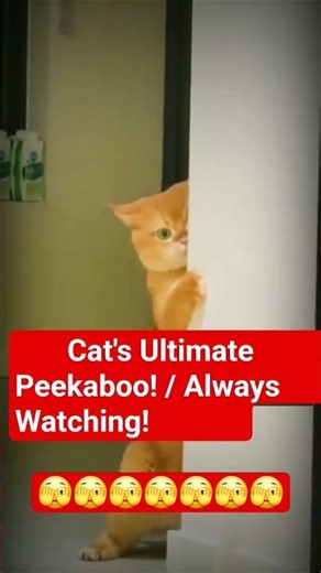 මම කරන හැමදේම බලාගෙන ඉන්න අමුතුම පූසා!