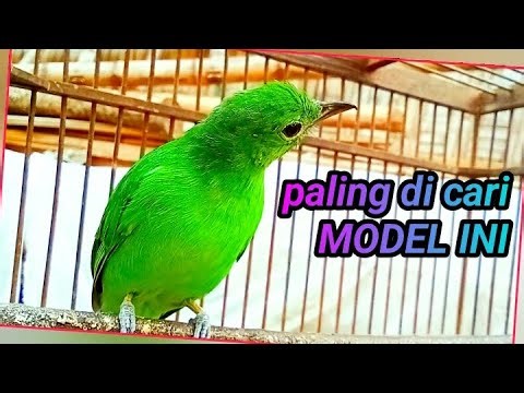 CUCAK IJO BETINA Birahi Memanggil Jantan