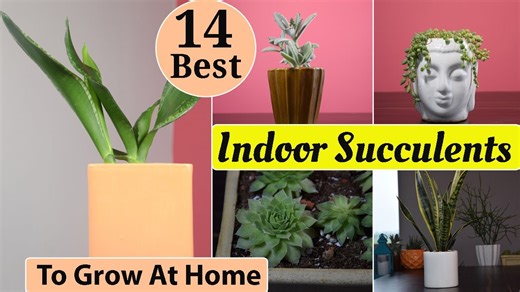 How to grow must-have indoor succulents easily at home