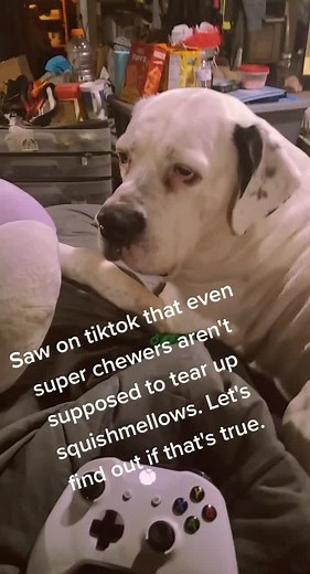 Squishmallows vs Dog: Super Chewer Fun with Katelyn the Squishmallow