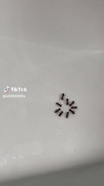 Understanding Ant Behavior in Kitchen Sinks
