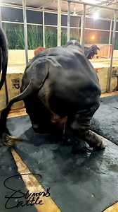 This Shiny Black Heavy Bull, Standing Alone.What do you think of his Strong, Well-Built Body Structure? | SUMON’S CATTLE
