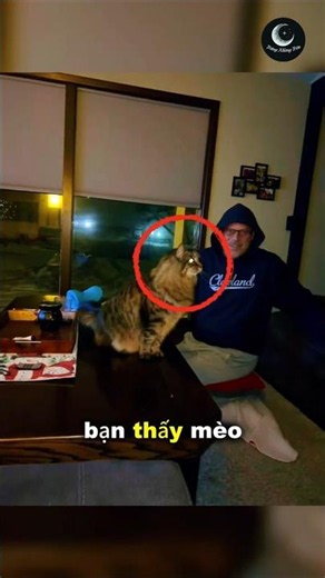 Cats don't like being caught doing this 😳 #creepy
