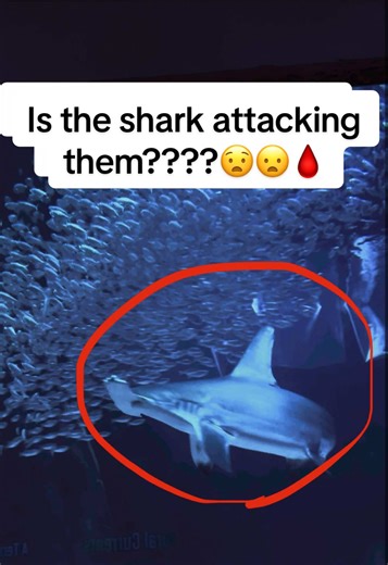 This felt unreal to see. #nature#shark #fyp #ocean #naturetok | aquarium