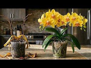 How to Water Orchids Properly to Save Dying Plants (Beginner Guide)
