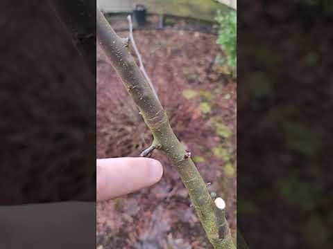 how to know how OLD is the APPLE tree, how to count the growth, How to tell the age of a tree!