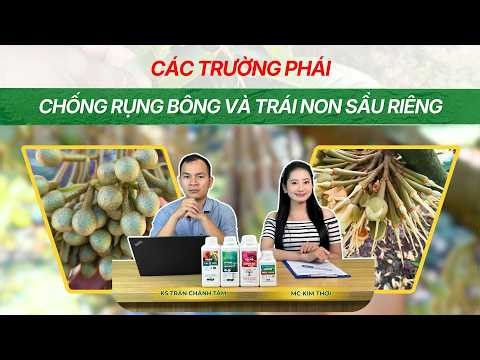 CÁC TRƯỜNG PHÁI CHỐNG RỤNG BÔNG VÀ TRÁI NON SẦU RIÊNG: Bà con đang áp dụng cách nào?