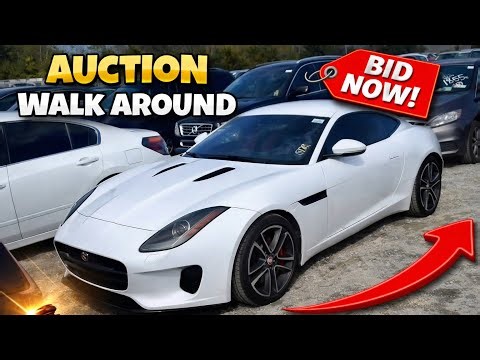 Dealer auction walk around | Ep 6