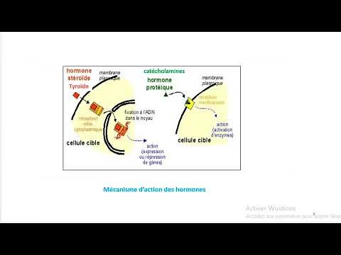 Endocrinology Course (video 1) | General Information