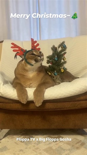 Floppa TV on Instagram: "Merry Christmas with Big Floppa Gosha #bigfloppa #floppa #caracal #каракал #catlover"