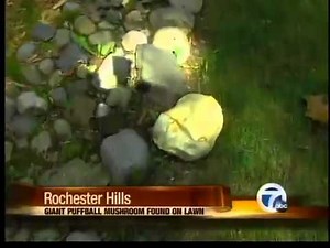 Giant puffball mushroom found on lawn